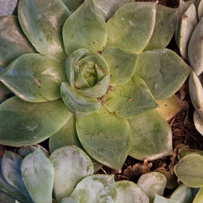 Photo of the plant species San Gabriel River Dudleya by @AceRhubarb83 named Beyonce on Greg, the plant care app