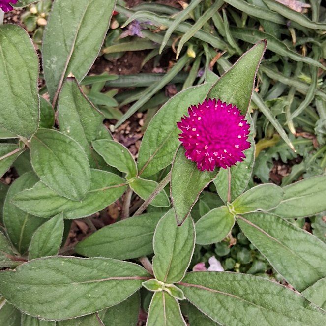 Photo of the plant species Globe Amaranth by @AceRhubarb83 named Gomez on Greg, the plant care app