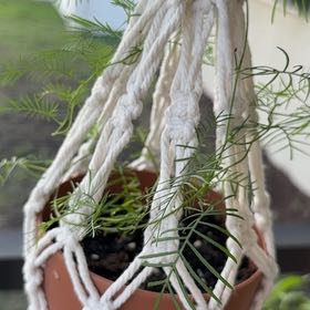 Photo of the plant species Cypress Vine by @CozyRedlion37 named Messi on Greg, the plant care app