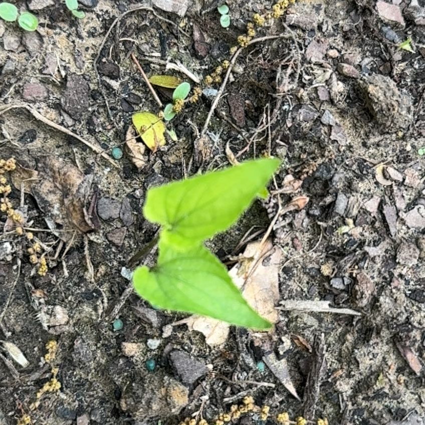 Photo of the plant species Dwarf Voodoo Lily by @BestCowslip32 named Mando on Greg, the plant care app