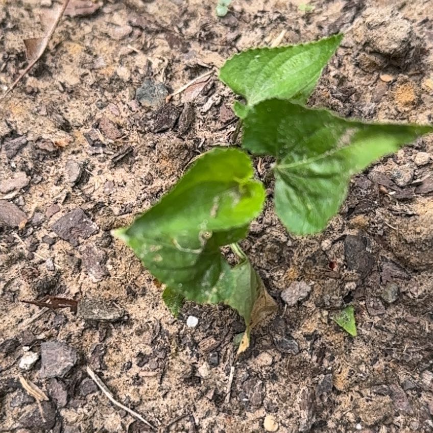 Photo of the plant species Pepper Elder by @BestCowslip32 named Sanders on Greg, the plant care app
