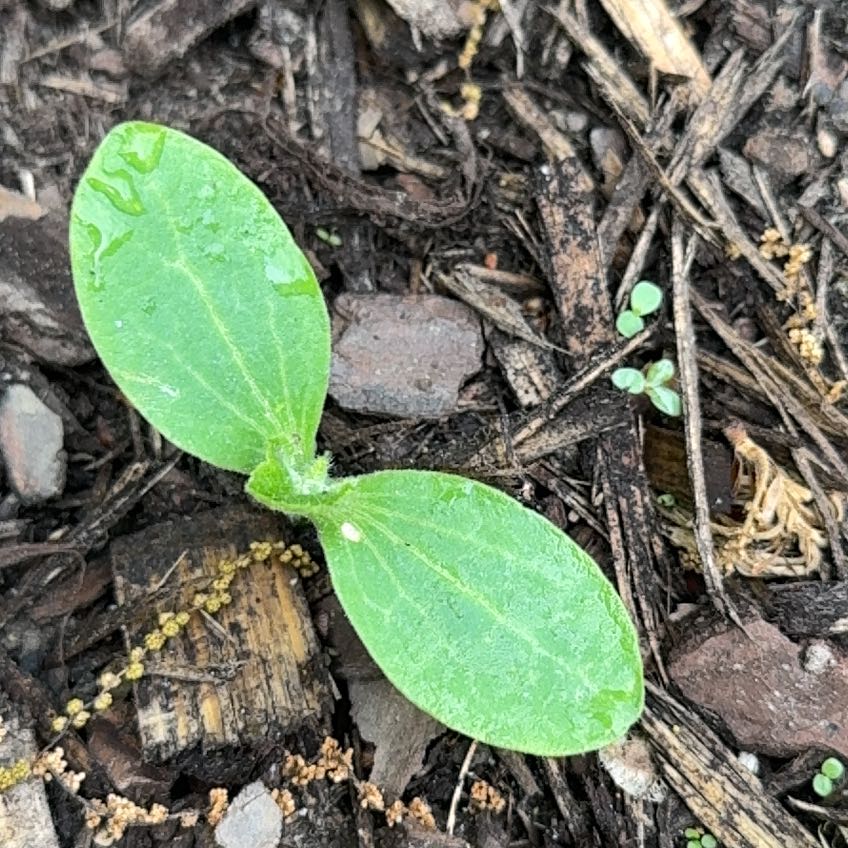 Photo of the plant species Wild Cucumber by @BestCowslip32 named Bodhi on Greg, the plant care app