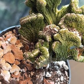 Photo of the plant species Coral Cactus by @MellowMastic48 named Curie on Greg, the plant care app