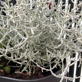 Photo of the plant species Leucophyta by @AceChollipo86 named James Dean on Greg, the plant care app