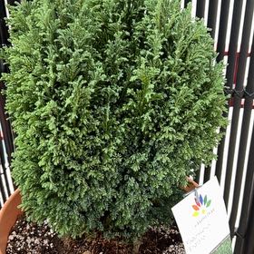 Photo of the plant species European Cypress by @AceChollipo86 named Bruce Lee on Greg, the plant care app