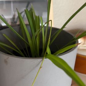 Photo of the plant species Spider Plant 'Reverse' by @AceChollipo86 named Rosa on Greg, the plant care app