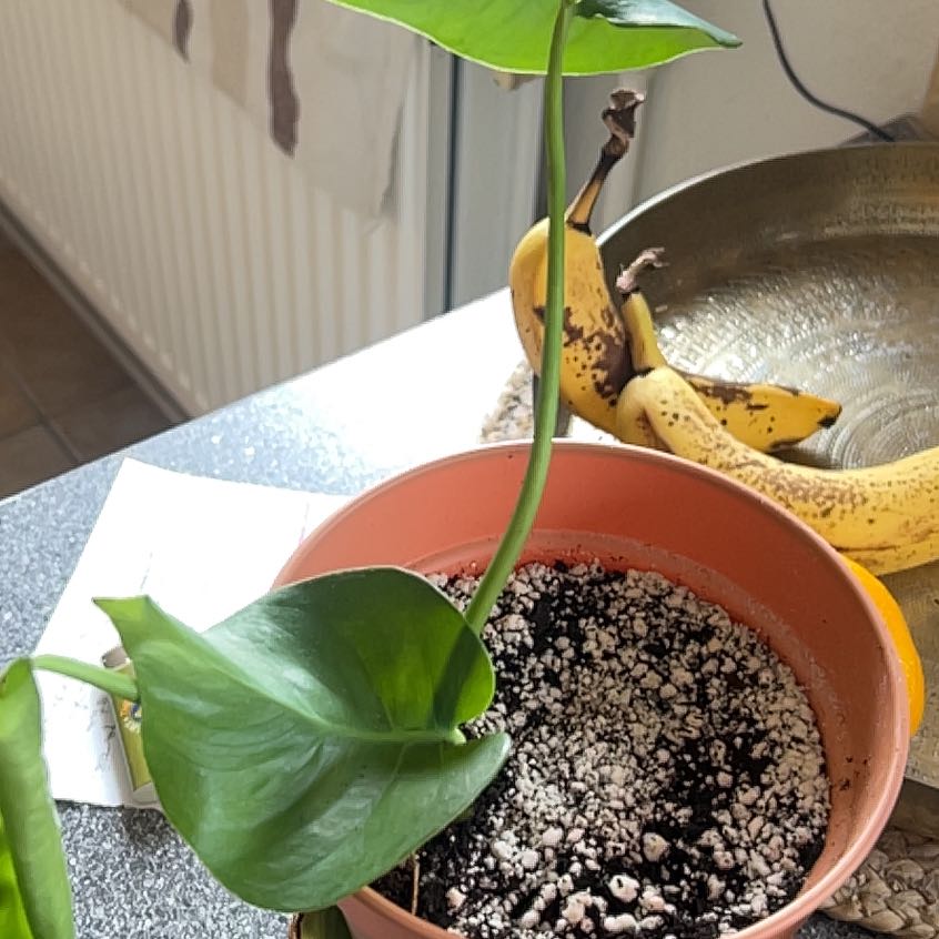 Photo of the plant species Monstera by @AceChollipo86 named Figyonce on Greg, the plant care app