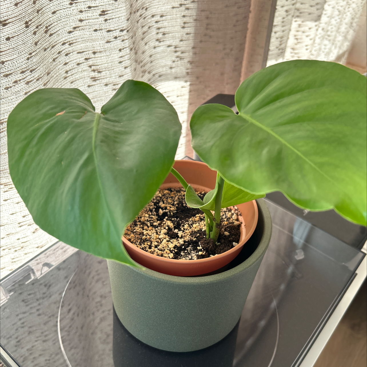 Photo of the plant species Monstera by @AceChollipo86 named Figyonce on Greg, the plant care app