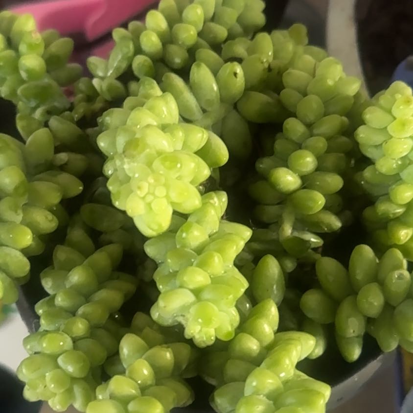Photo of the plant species Succulent by @ShowyAtom88 named Michelle Branch on Greg, the plant care app