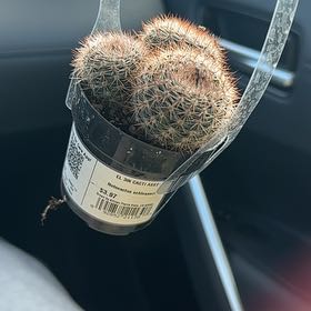 Photo of the plant species Notocactus by @UntouchedGollum named Aria on Greg, the plant care app