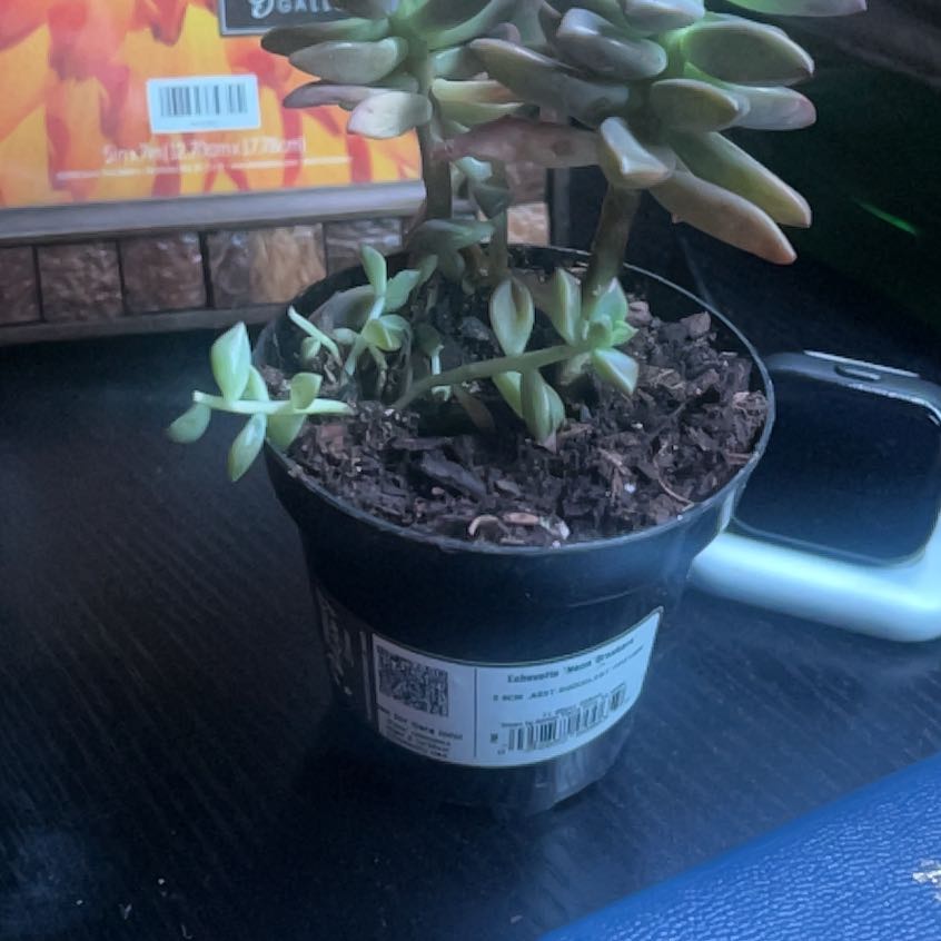 Photo of the plant species Graptosedum 'Bronze' by @RealCrabapple36 named Bonnie on Greg, the plant care app