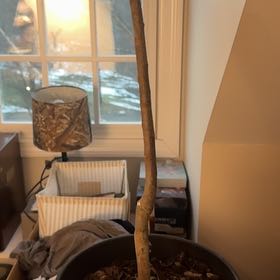 Photo of the plant species Fuji Apple by @GoldGinger80 named Sol on Greg, the plant care app