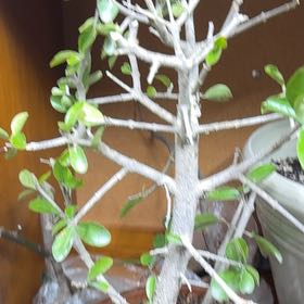 Photo of the plant species Barbados Cherry Bonsai by @GoldGinger80 named Eva on Greg, the plant care app