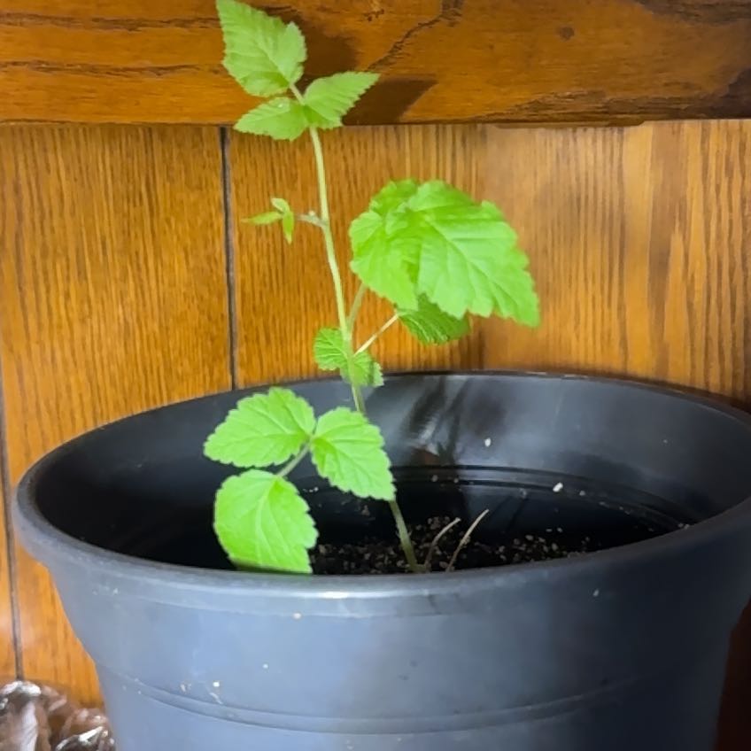 Photo of the plant species Raspberry by @GoldGinger80 named Duke on Greg, the plant care app