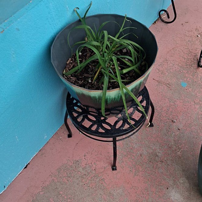 Photo of the plant species Blue Lilly Pilly by @BustlingPhlox73 named Fernie Mac on Greg, the plant care app