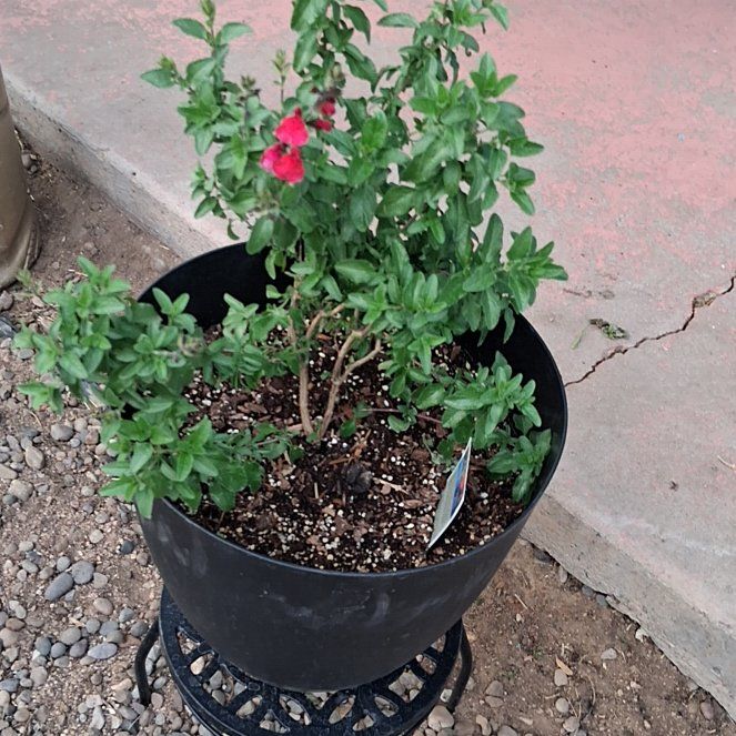 Photo of the plant species Furman's Red Sage by @BustlingPhlox73 named Aristotle on Greg, the plant care app