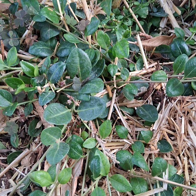 Photo of the plant species Bowles' Periwinkle by @BustlingPhlox73 named Pax on Greg, the plant care app