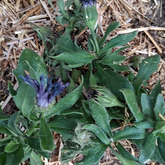 Photo of the plant species Mountain Bluet by @BustlingPhlox73 named Leonardo on Greg, the plant care app