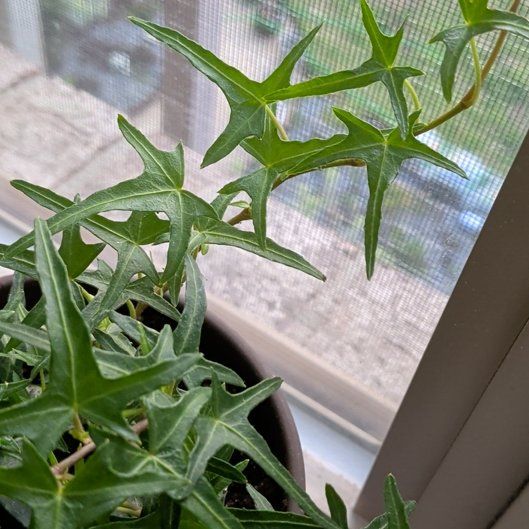 Photo of the plant species Starling Ivy by @HipGreywillow22 named Willow on Greg, the plant care app
