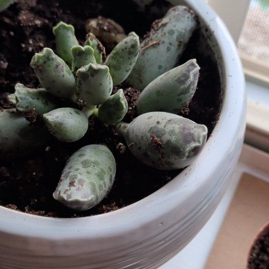 Photo of the plant species Plover Eggs 'Grey' by @HipGreywillow22 named Mochi on Greg, the plant care app