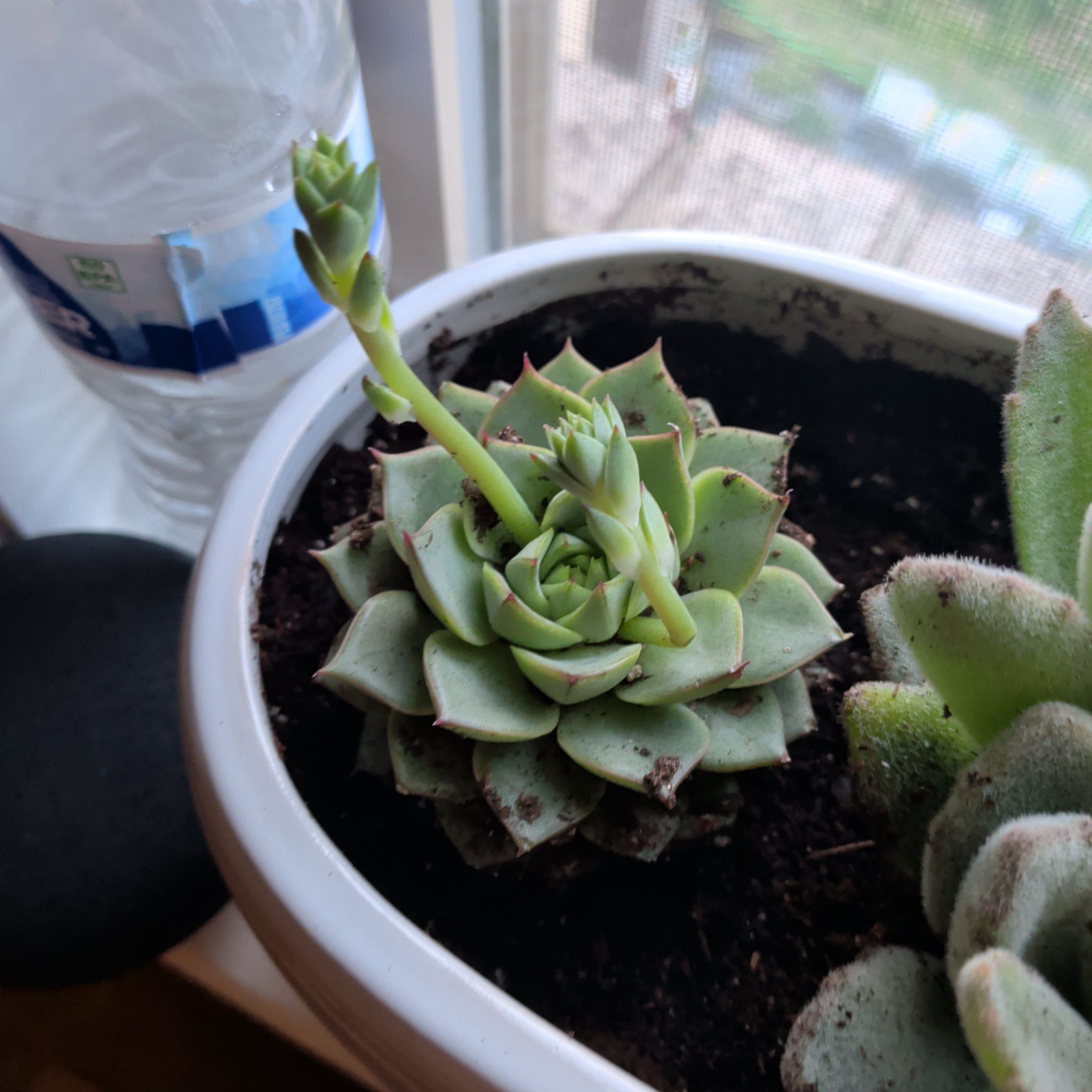 Photo of the plant species Echeveria purpusorum 'Green Gilva' by @HipGreywillow22 named Nithin on Greg, the plant care app