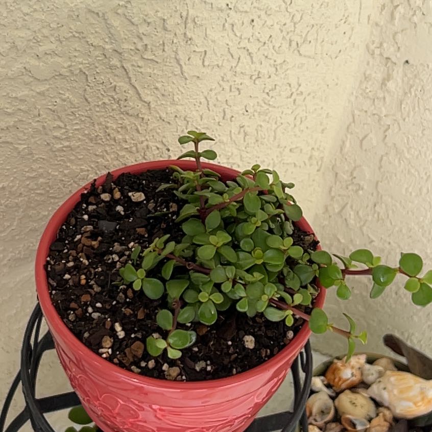 Photo of the plant species Trailing Elephant Bush by @ChosenDyebush14 named Leonardo on Greg, the plant care app