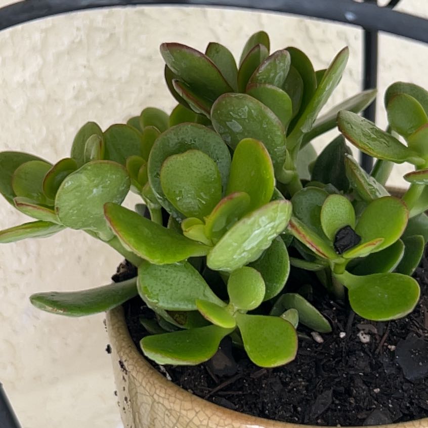 Photo of the plant species Crassula Ovata by @ChosenDyebush14 named Mollie on Greg, the plant care app