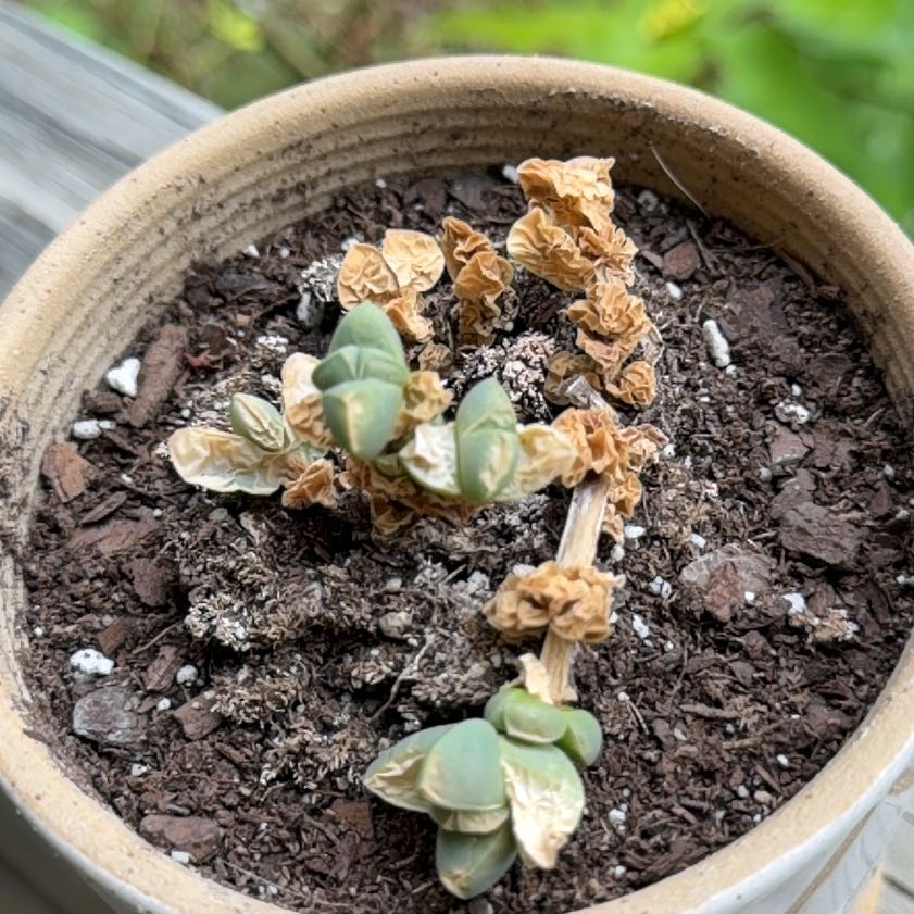 Photo of the plant species Star Window Plant by @LavishSuriana2 named Sanders on Greg, the plant care app