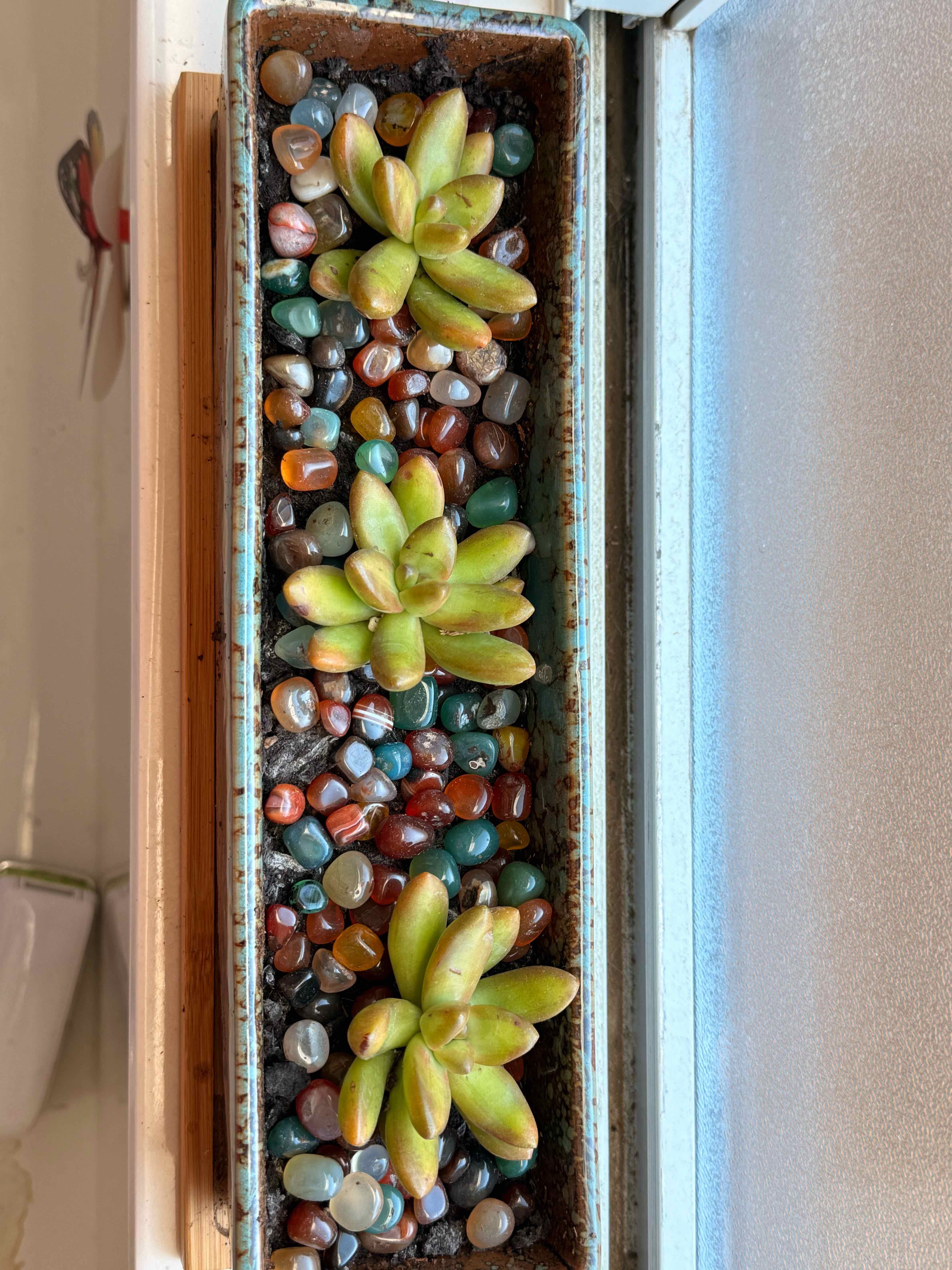Photo of the plant species Sedum adolphi 'Marmalade' by @GemWildyam97 named Theee ChloroPhils on Greg, the plant care app