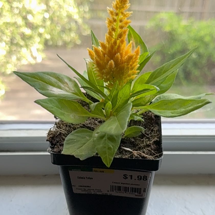 Photo of the plant species Dragons Breath by @GemWildyam97 named Queen on Greg, the plant care app