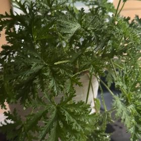 Photo of the plant species Sweet Scented Geranium by @GemWildyam97 named Marley on Greg, the plant care app