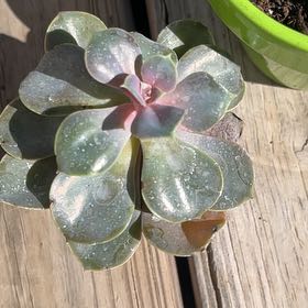 Photo of the plant species Sedum adolphi 'Love's Fire' by @RestorativeGray named Succleberry Finn on Greg, the plant care app