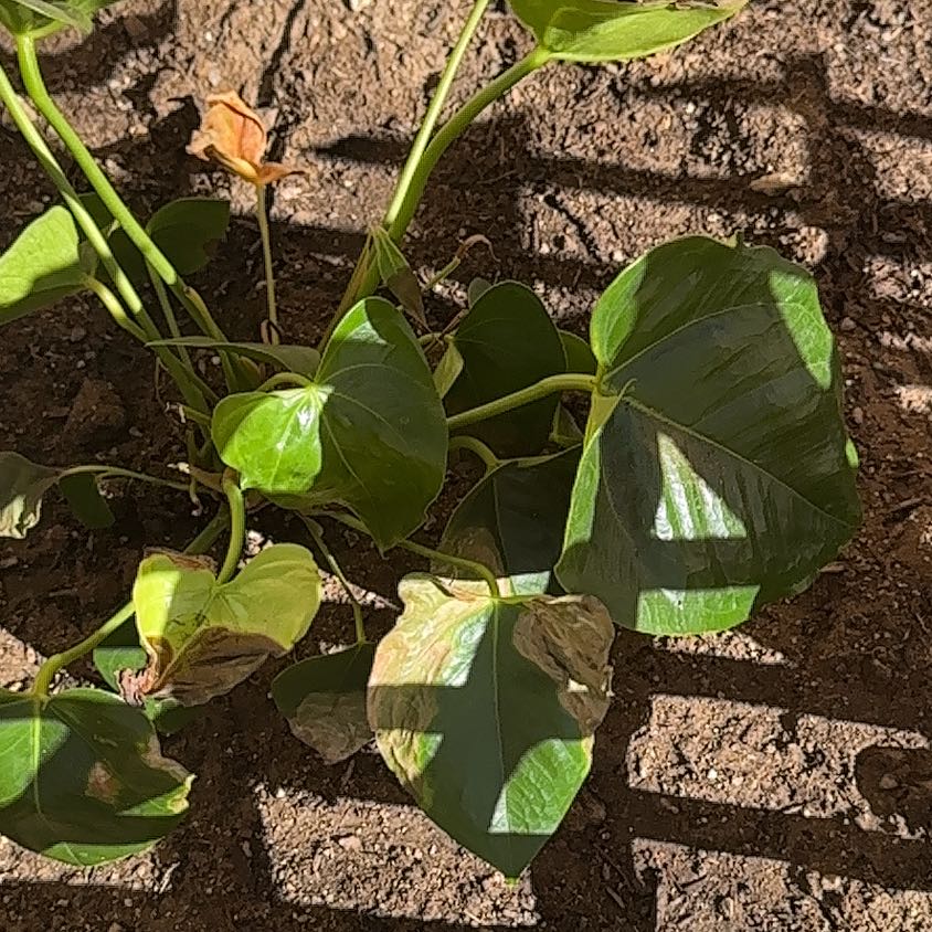 Photo of the plant species Bodhi Tree by @NewPlantMom2026 named Navajo on Greg, the plant care app
