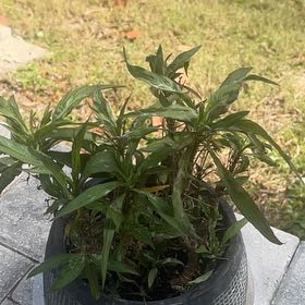 Photo of the plant species Mexican Burningbush by @AdvisableDill named Nemo on Greg, the plant care app