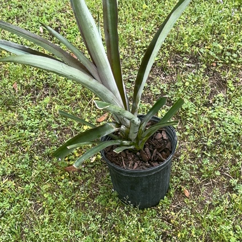 Photo of the plant species Sugarloaf Pineapple by @ExecStinkhorn10 named Keanu Leaves on Greg, the plant care app