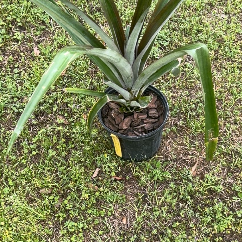 Photo of the plant species Sugarloaf Pineapple by @ExecStinkhorn10 named Fernie Saunders on Greg, the plant care app