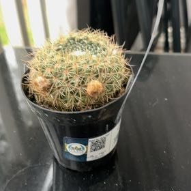 Photo of the plant species Notocactus elegans by @TouchingKale96 named Gunzup on Greg, the plant care app
