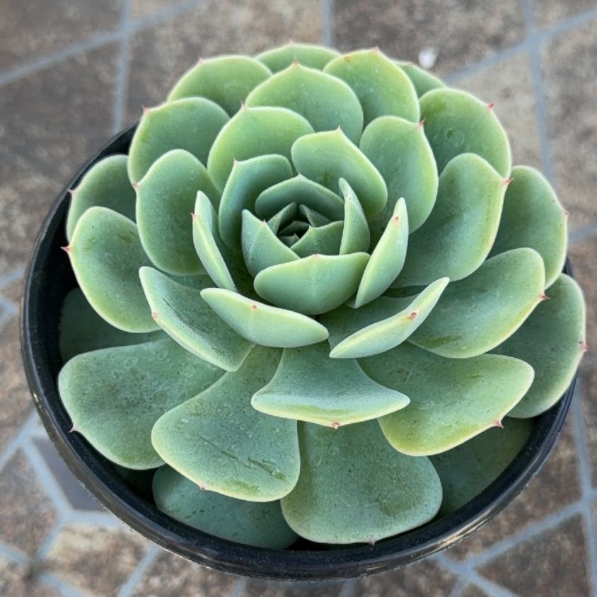 Photo of the plant species Echeveria 'Green Abalone' by @FullAvocado62 named Treeyoncé on Greg, the plant care app