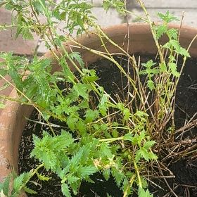 Photo of the plant species Hoary Stinging Nettle by @HipSkyplant79 named Kardashian on Greg, the plant care app