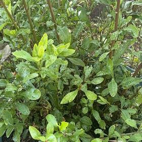 Photo of the plant species Eastern Baccharis by @HipSkyplant79 named Gregarious on Greg, the plant care app