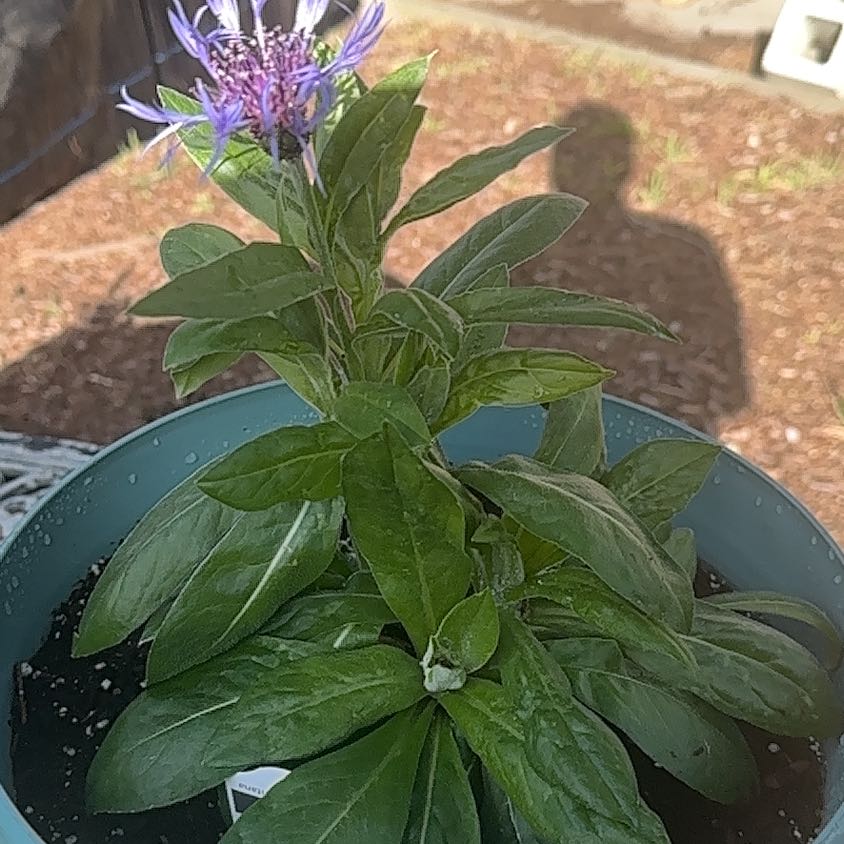 Photo of the plant species Mountain Bluet by @HipSkyplant79 named da Vinci on Greg, the plant care app