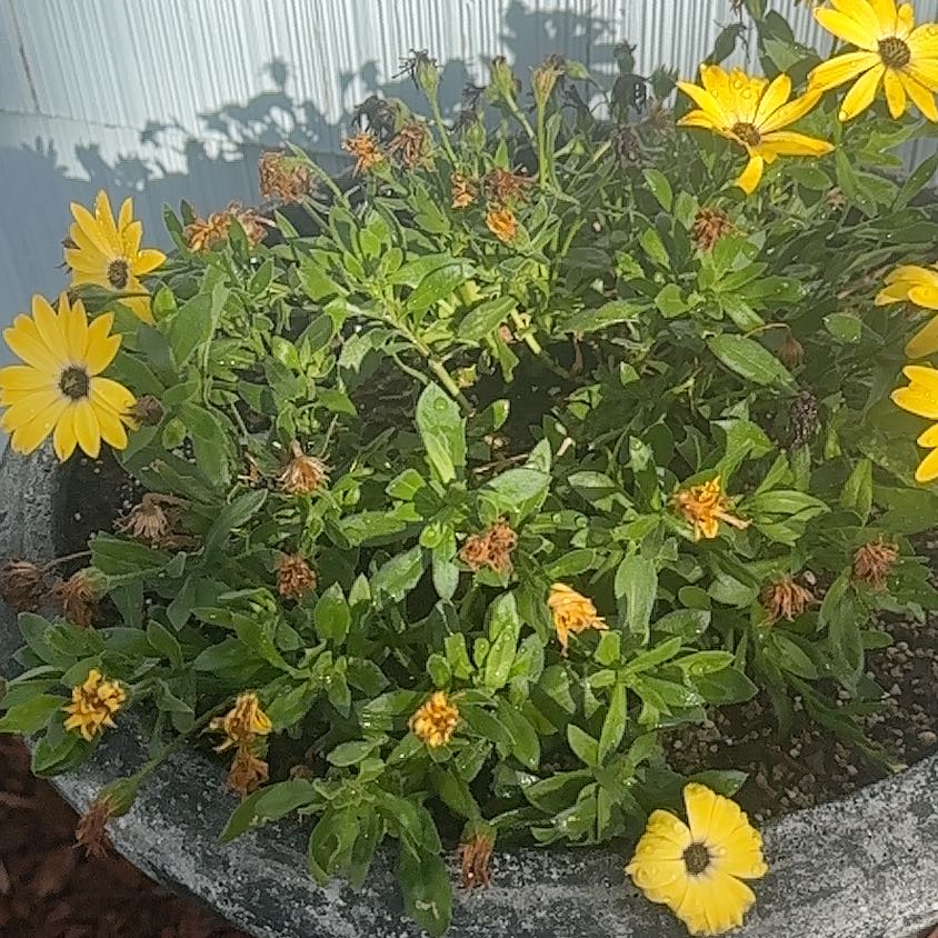 Photo of the plant species Yellow Daisy by @HipSkyplant79 named Aria on Greg, the plant care app