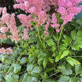 Photo of the plant species Astilbe 'Younique Pink' by @HipSkyplant79 named Scarlett on Greg, the plant care app