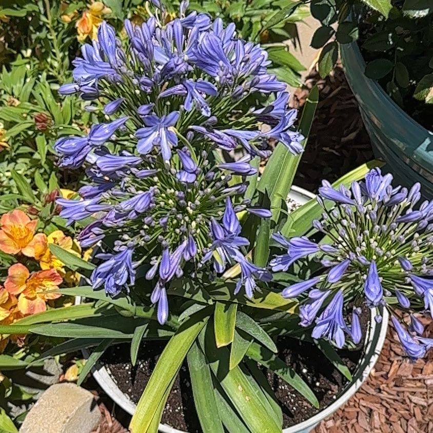 Photo of the plant species Blue Lily by @HipSkyplant79 named Gates on Greg, the plant care app