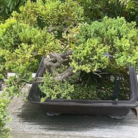 Photo of the plant species Blue Star Juniper by @HipSkyplant79 named Kobe on Greg, the plant care app