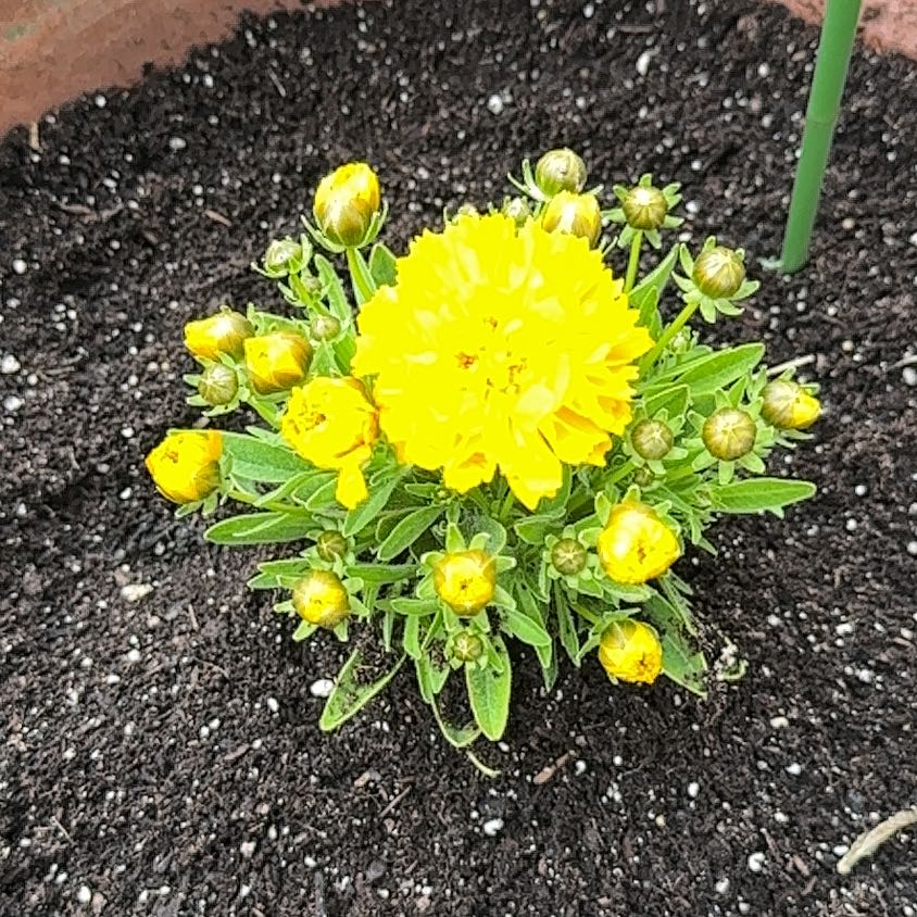 Photo of the plant species Large-Flowered Tickseed by @HipSkyplant79 named Keanu Leaves on Greg, the plant care app