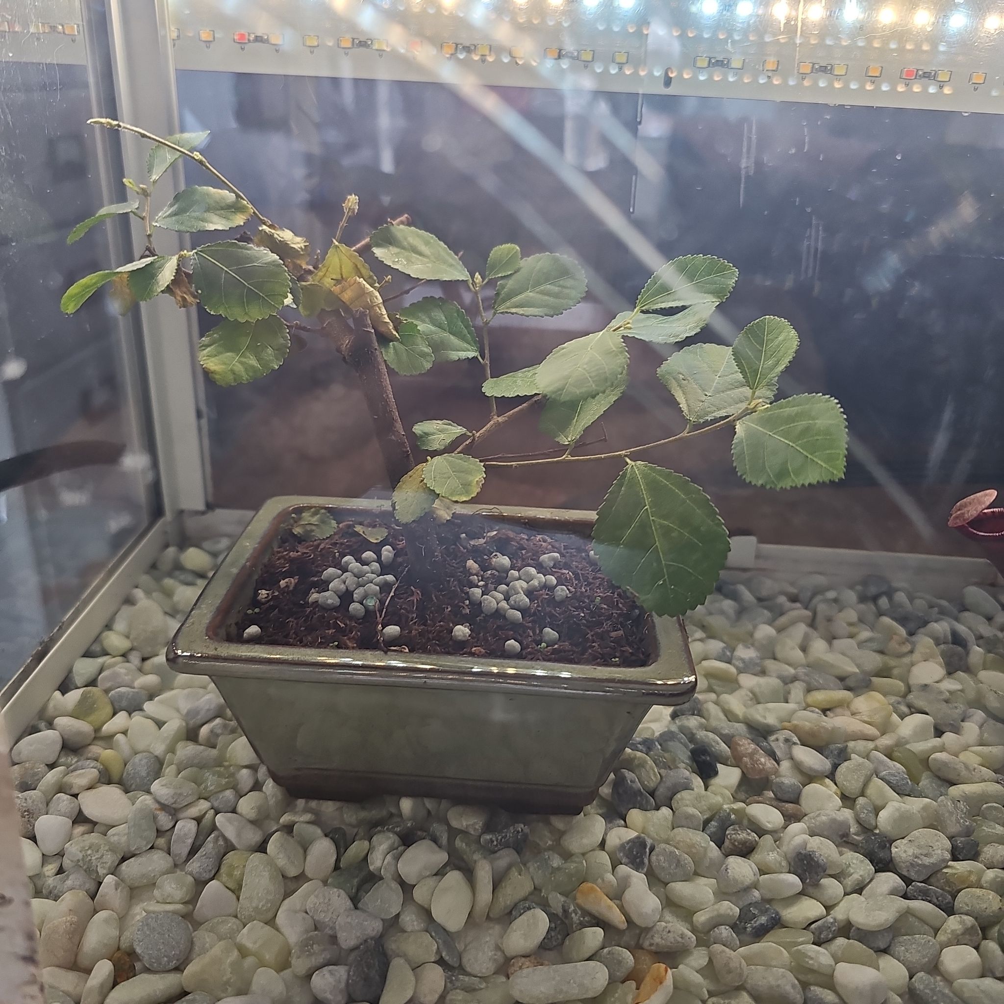 Photo of the plant species Crossberry by @TurtwigAAAAA named Greenie on Greg, the plant care app