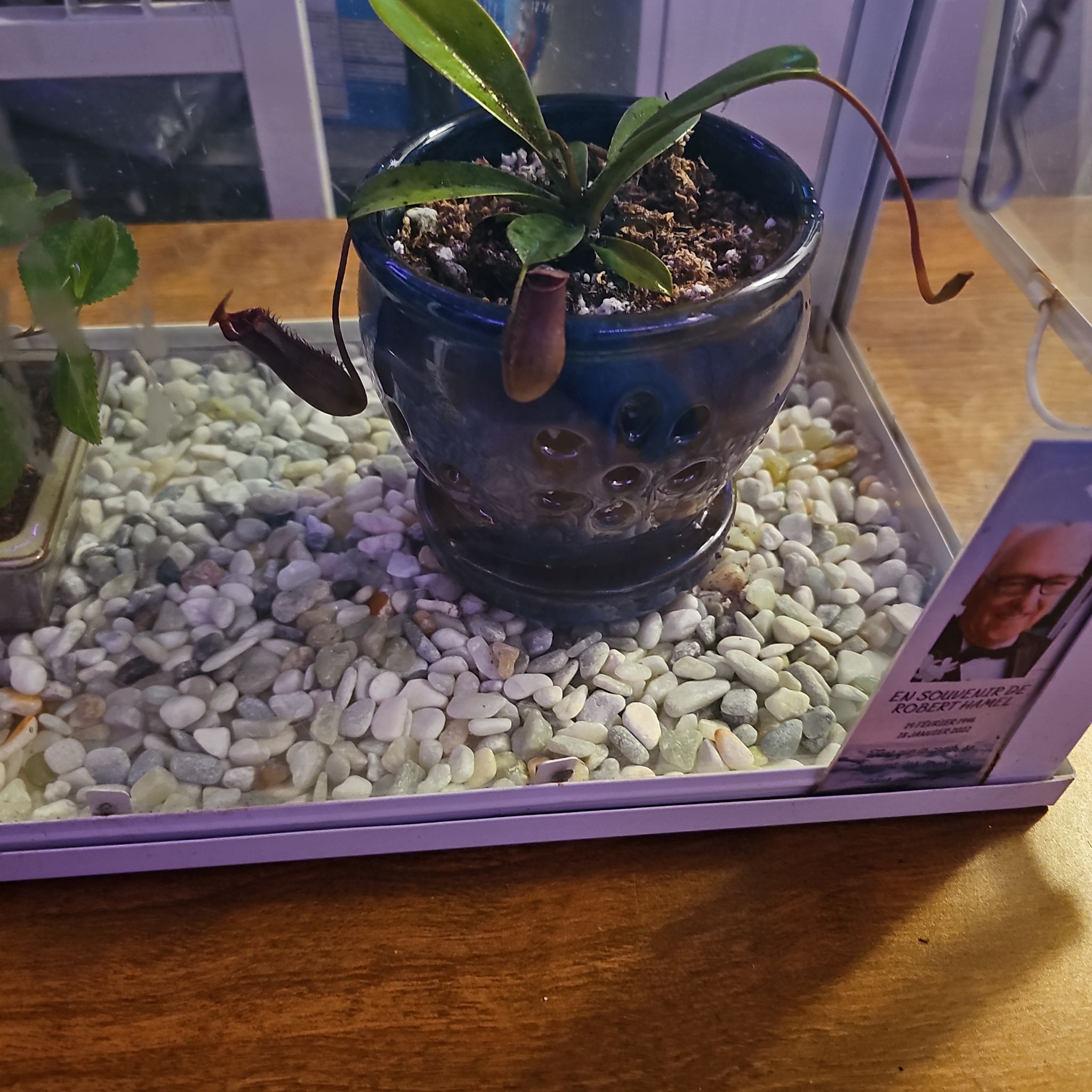 Photo of the plant species Nepenthes 'Diana' by @TurtwigAAAAA named Madame Lapointe on Greg, the plant care app