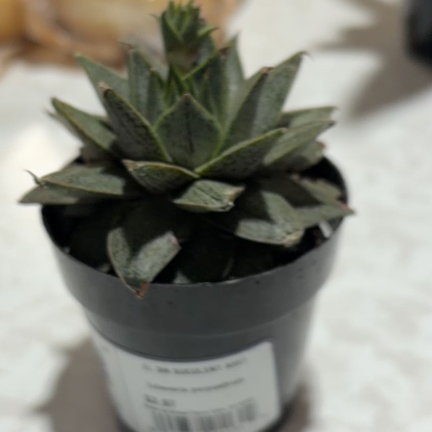 Photo of the plant species Urbinia Purpusii by @UniqueCat94 named Fernie Saunders on Greg, the plant care app