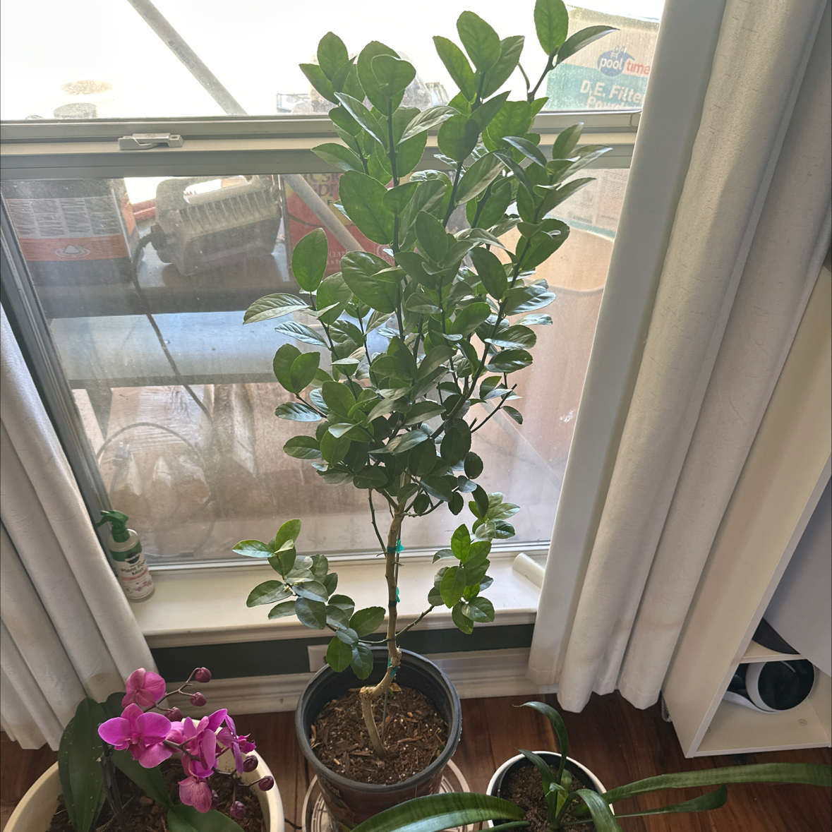 Photo of the plant species Thornless Key Lime by @CalmLilliput77 named Keyana on Greg, the plant care app